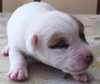 du domaine du Vosceley - Jack Russell Terrier - Portée née le 09/04/2016