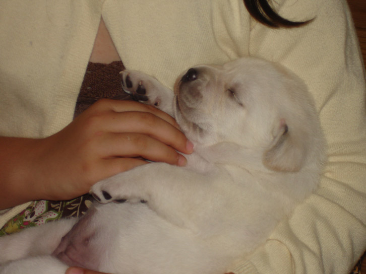 CHIPIE