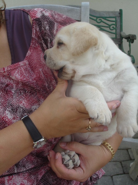CANNELLE