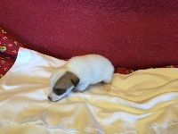CHIOT